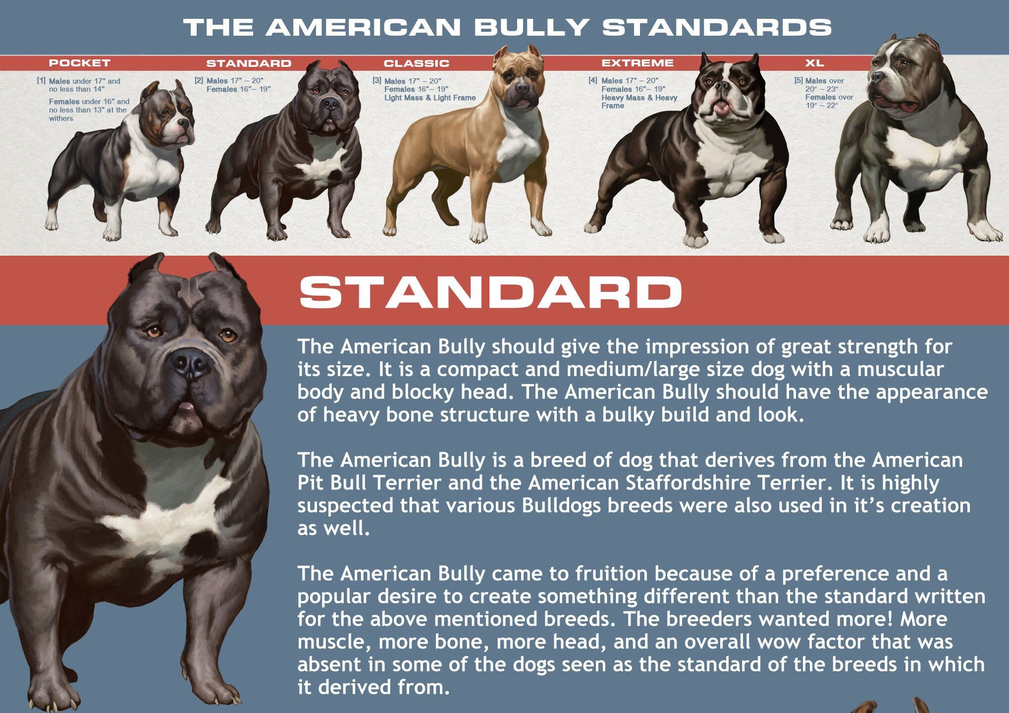 American Bully - Standard