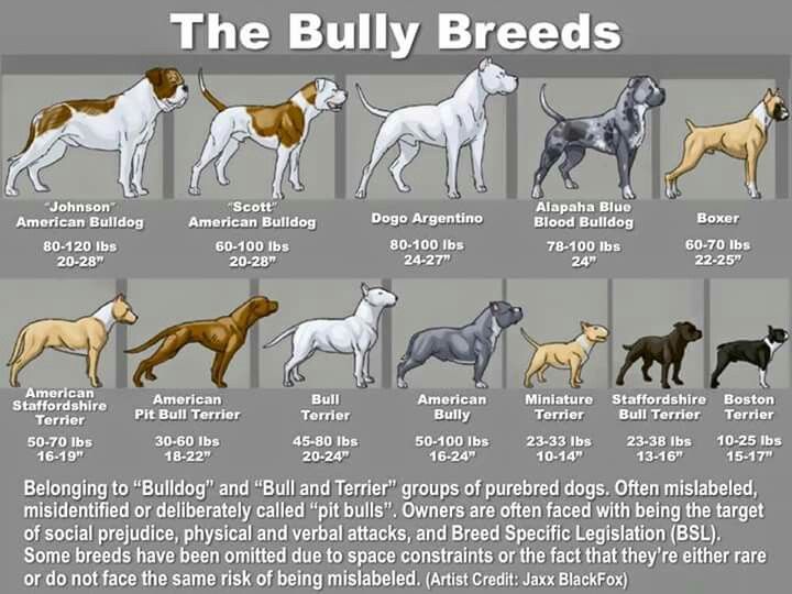 American Bully Dog Types