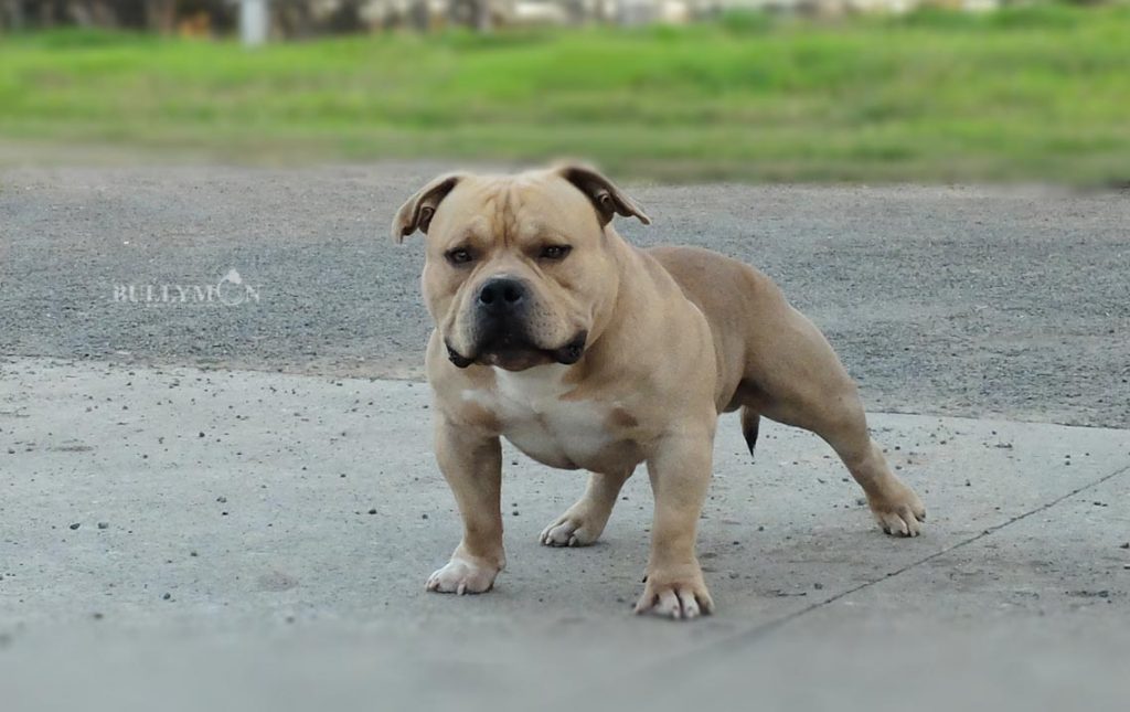 American bully dog show cancelled after BBC reveals extreme