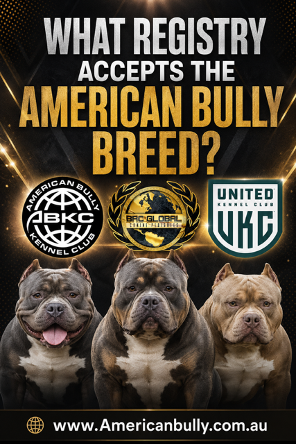 What registry accepts the American Bully Breed?