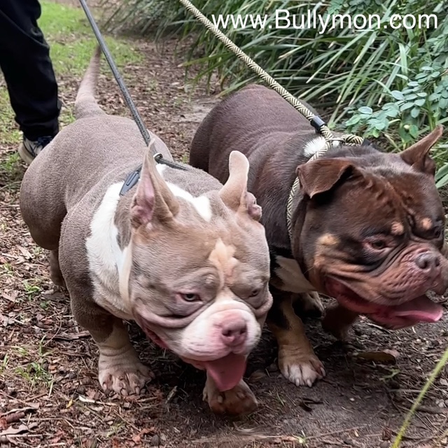 The Future of the American Bully Breed: Where Is the Breed Heading?