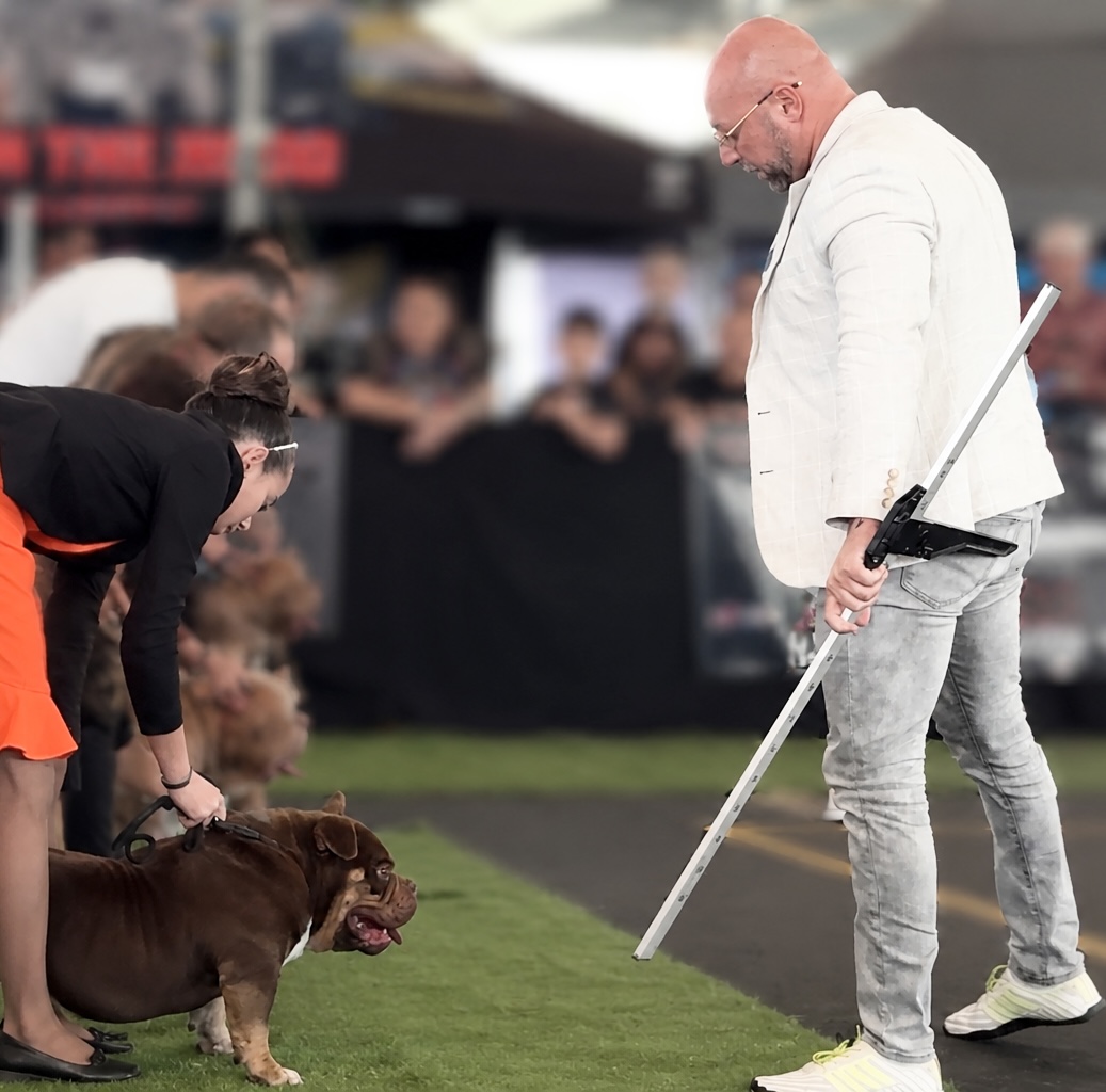 Looking Beyond Faults: Recognising Quality in the Complete Dog