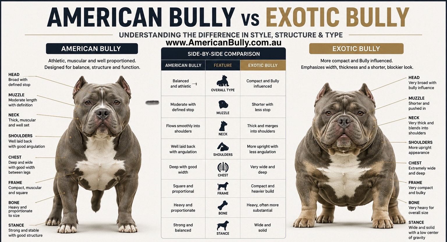American Bully Styles: American Bully vs Exotic Bully — Understanding the Difference