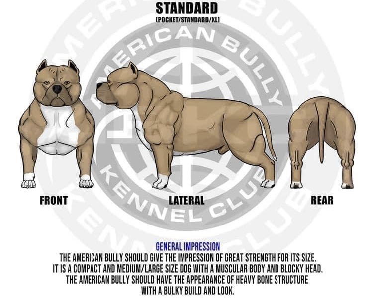 Illustration of the American Bully