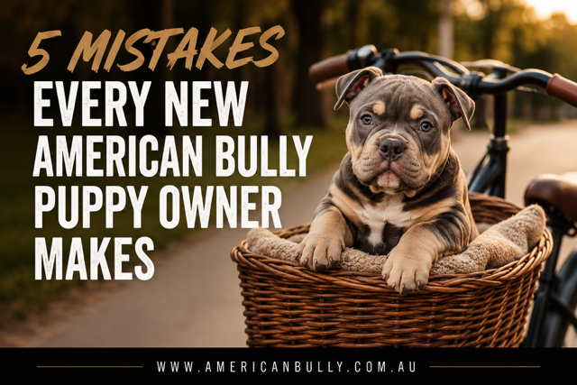 5 Common American Bully Puppy Mistakes New Owners Make (And How to Avoid Them)
