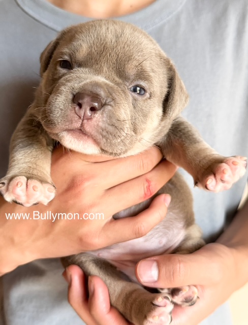 Exercise for your American Bully puppy