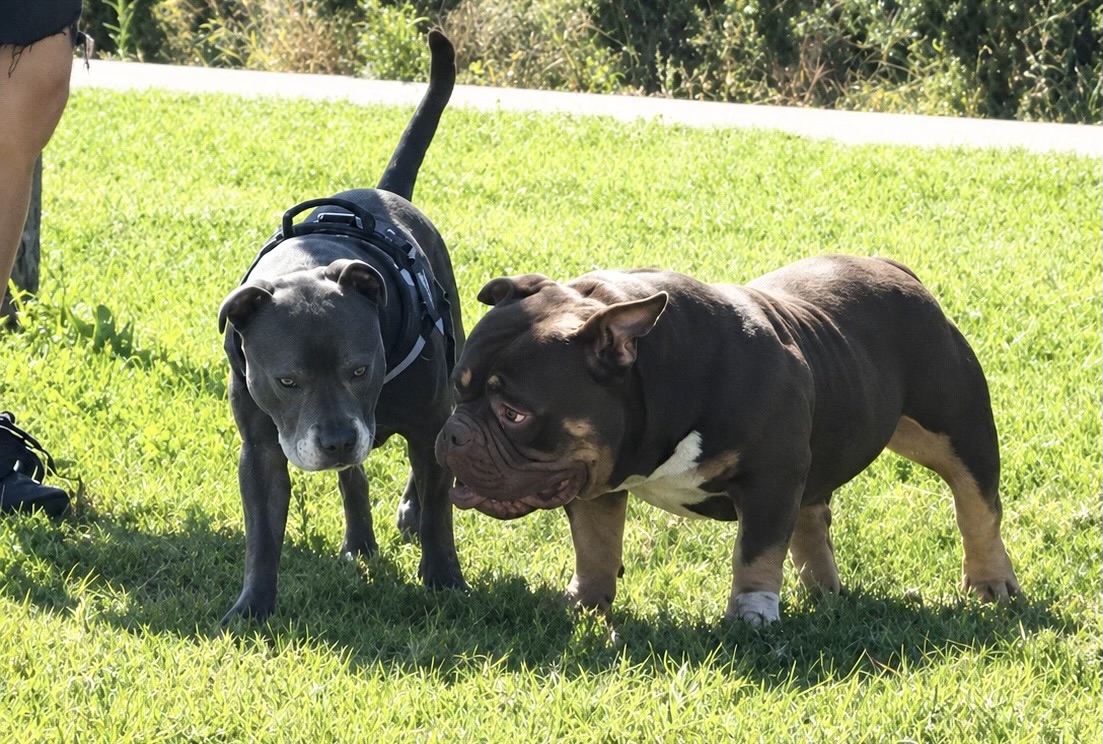 American Bully vs Staffordshire Terriers: Understanding the Difference in Structure and Athletic Ability