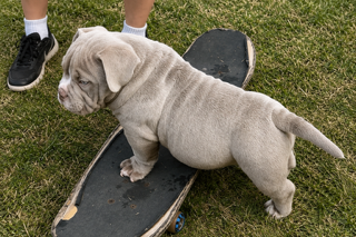 Substance vs Excess Weight: Healthy Growth in American Bully Puppies