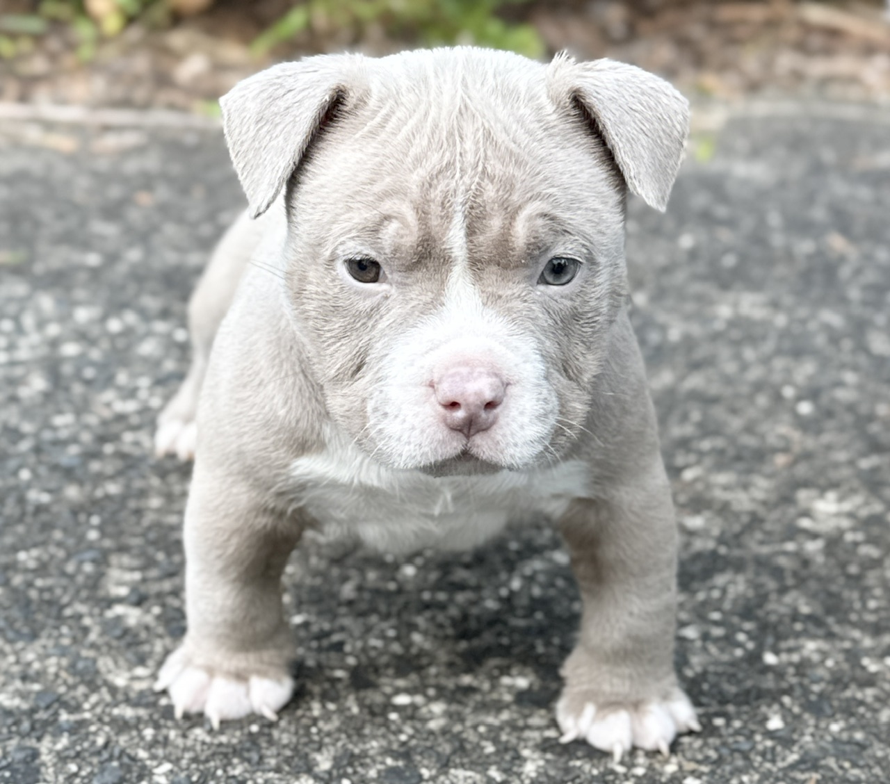 Puppy Nutrition Guide: Feeding Your Pocket Bully Puppy for Strong Growth, Structure & Health