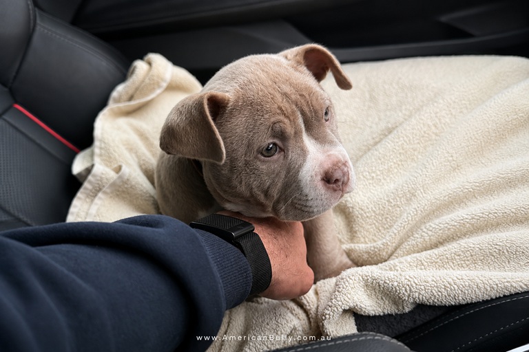 Scammers Are Targeting Breeders Too: How to Recognise and Avoid Breeder Scams