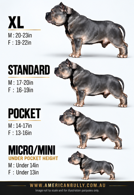 American Bully Sizes Explained: XL, Standard, Pocket & Micro/Mini
